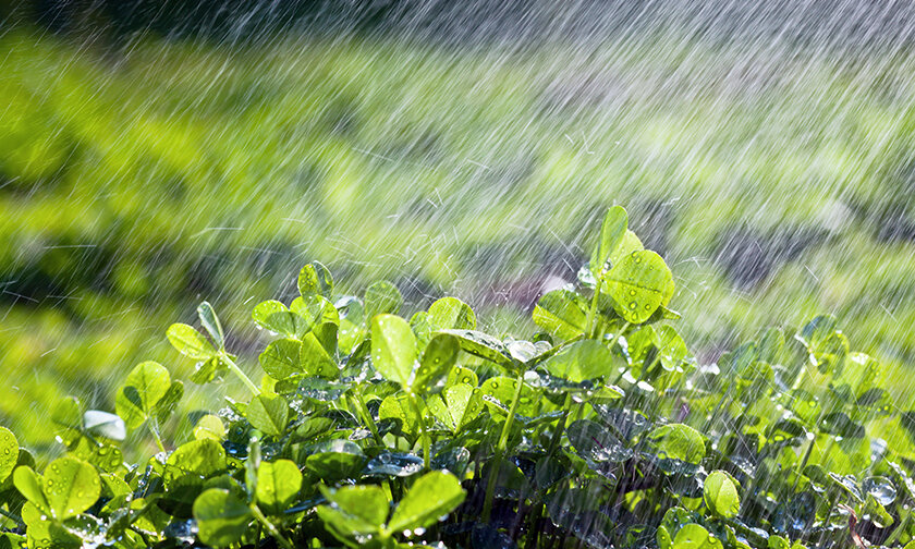 Tanam Hortikultura di Musim Hujan, Kendala dan Antisipasinya